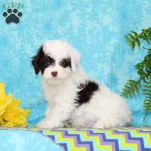Diamond, Toy Poodle Puppy
